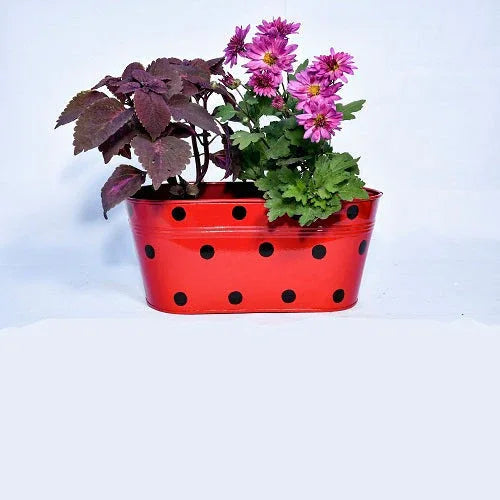 Metal Oval Dotted Planter