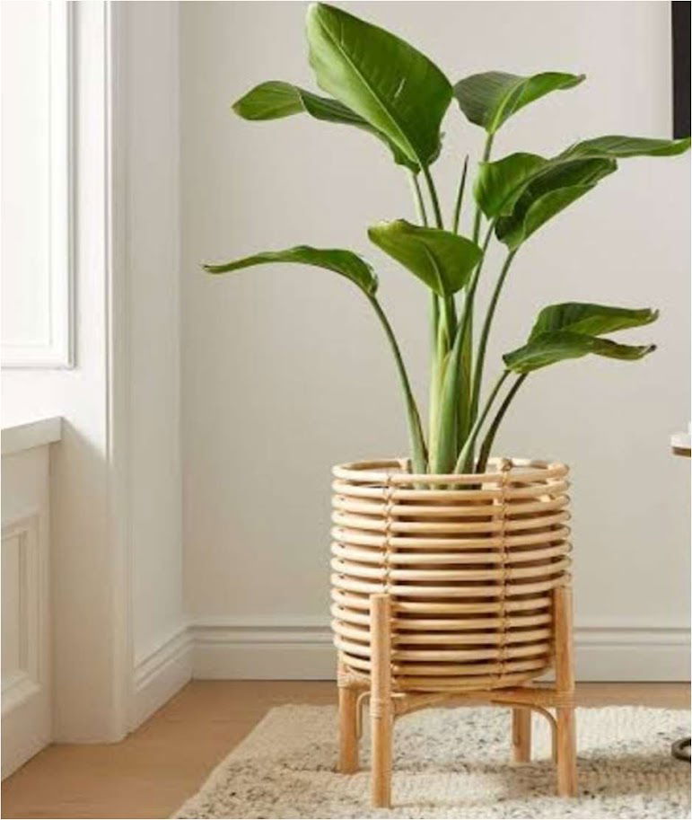 Handmade Cane Planter with 18 Inches Stand - ArtyCraftz.com