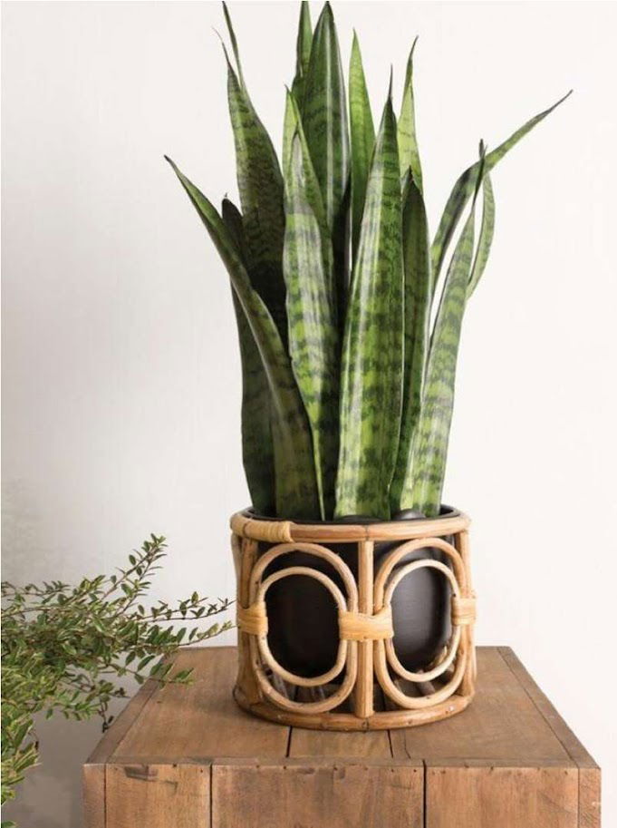 Handwoven Cane Table Planter Holder for indoor and outdoor decor - ArtyCraftz.com