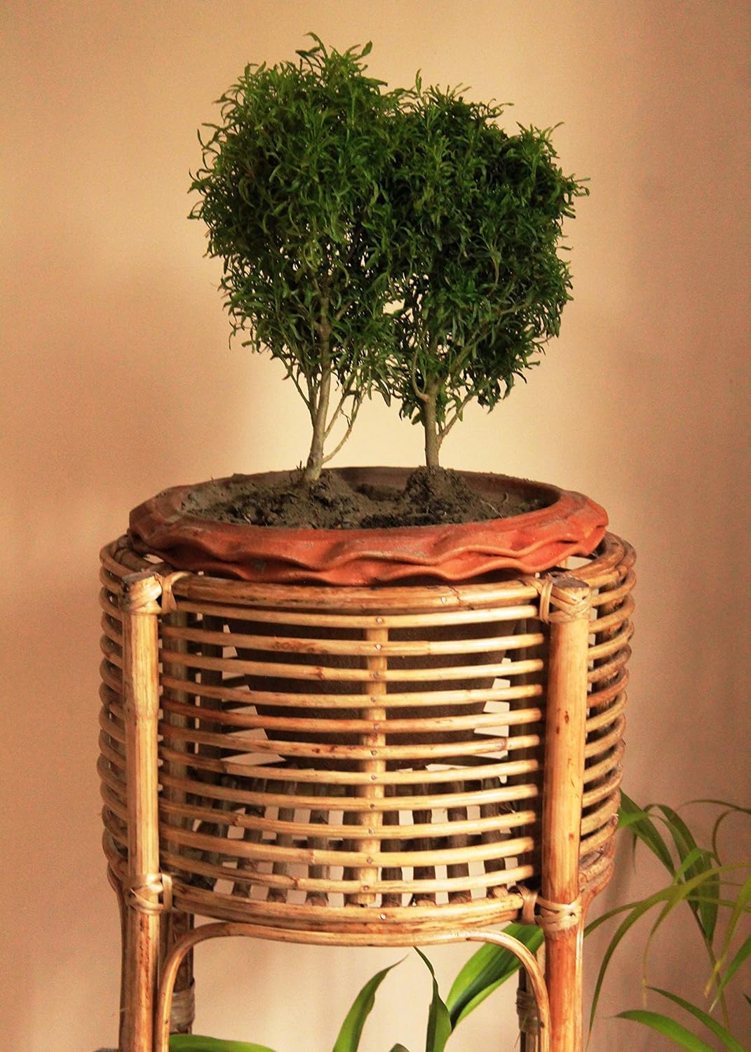 Handmade Double Cane Planter with Stand