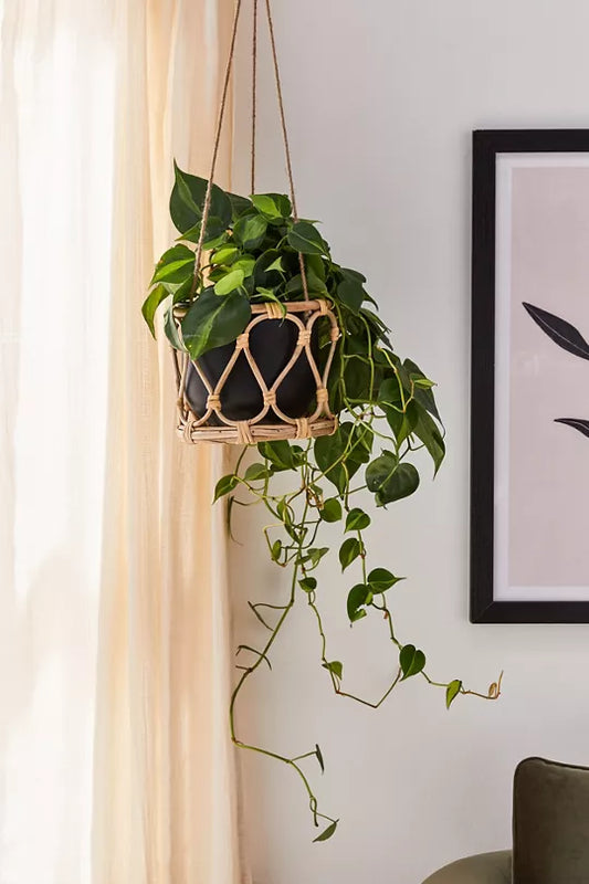 Handwoven Natural Cane Plant Hanger for Indoor and Outdoor Decor-ArtyCraftz.com