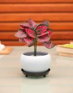 Iron Pot with Tray for Home Decor and Gifting (White Color) - ArtyCraftz.com
