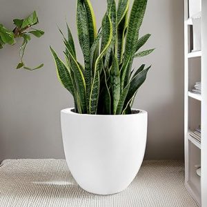 Fiberglass cup shaped planter