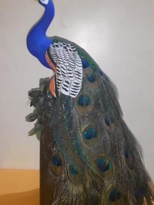 Peacock Showpiece