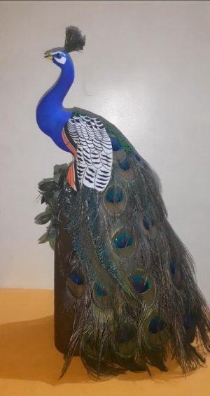 Peacock Showpiece