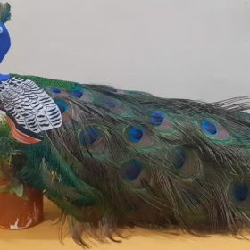 Peacock with Real Feathers