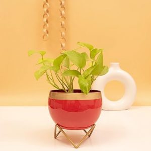 Iron red Pot with Gold ring for Indoor and Outdoor